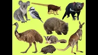 Learn Australian animals | Learn Names and Sounds of animals for Toddlers @SmartFamilyEnglish