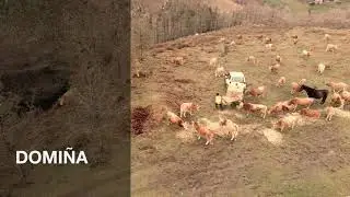 Dando de comer a las betizus, Domiña