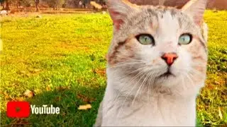 Goofy Cat 