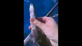 white whale is very smart and will not be cheated easily.