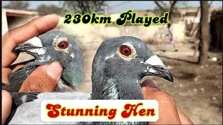 Most Favourite Pigeon Of Golden Wings Loft | Best Racing Pigeons | Kalapati