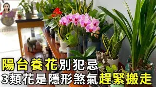 陽臺養花破財還是招財？關鍵看這4類花！特別是第2類，趕緊搬走“破財花”！|花花世界