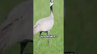 Bird Conservation Tips