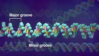 DNA