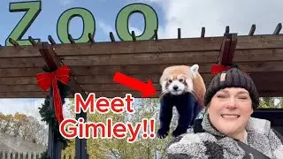 The Cutest Encounter: My Red Panda Experience at the Zoo!