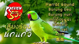 เสียงนกแก้ว, Parrot sound, Burung beo, Burung nuri, ကြက်တူရွေး, ນົກແກ້ວ, Con vẹt, សេក, 鸚鵡