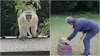 Rehabilitated wild monkey gets huge hug from family when released.