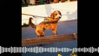 The Big Business of the Doodle Boom | Big Take