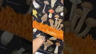 Growing Cordyceps Mushrooms #shortsfeed #mushrooms #mycology #cordyceps