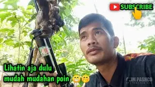 BERBURU TEKUKUR DIPOHON KERING | BARENG SAHABAT PASHCO