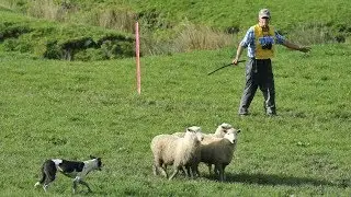 Tux North Island and New Zealand sheep dog championships