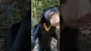🎥 A Bornean Sun bear standing upright