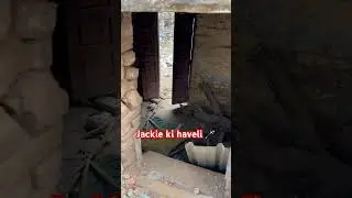 Haveli🐕🪄#haveli #jackie #dog