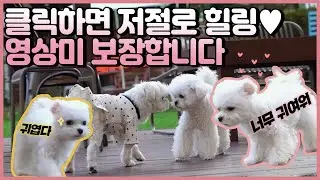 [반려인간과 여행하개 Ep. 5] 귀여움 + 귀여움= 왕귀여움 ❤ 힐링하러 오세요~