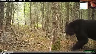 Monthly Meeting: Provincial-Scale Monitoring of Black BearsOctober 10 @ 7:00 PM &ndash; 9:30 PM