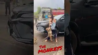 The Monkey Attack !! 😂🐒#monkeys #funny #travel #fun #shivanipatel