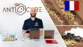 ANTCUBE Starter Kit Messor pour les fourmis moissonneuses