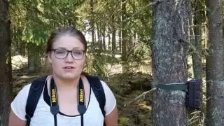 Vildtkamera f&oslash;lger stadig ulvens f&aelig;rden i Hj&oslash;llund omr&aring;det