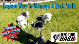 Easy Pack Walks - 1 Min Dog Training Tip
