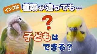 インコに雑種はいるの？犬との決定的な違いを解説
