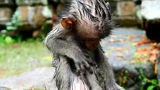 Danna seems to want Weaning her baby, Pity baby monkey Donny weak - cry everyday,
