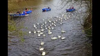 Alsterschwäne verlassen ihr Winterquartier