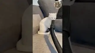 Hold your stomach and laugh🤣🤣#animalverse #viral #funny #animalclips #trending