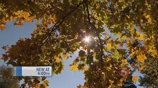 Rainy Fall To Blame For Muted Fall Colors
