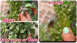&ldquo;Marua (Basil) Plant Care: How to Cut Seeds and Manage Diseases&rdquo;