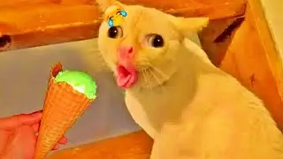 Best Funny Dogs and Cats Videos😹Funniest Animal videos 2026😻🐶