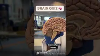 Can you answer this difficult quiz on the anatomy of the brain #anatomy #mbbs #shorts