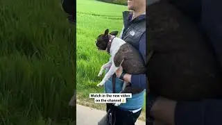 Very active dog🐶