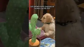 Cute Brown Puppy Shocked by Talking Cactus Toy! 🤣🐶🌵 #shorts #doglover #shocked