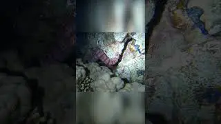 Липкий морской огурец змея/The sticky snake sea cucumber