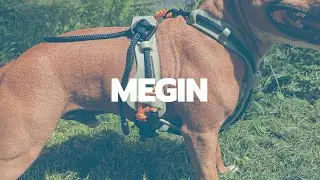 The Unique Norwegian Active Dog Harness - MEGIN by Canion