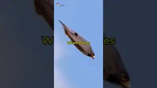 Mind-Blowing Falcon Facts That Will Shock You.
