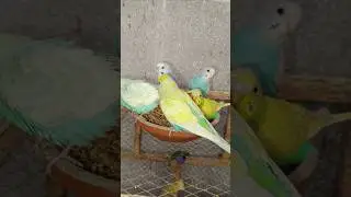 Why Healthy Budgies Go Crazy for This Seed Mix 😳