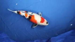 Dain5vid