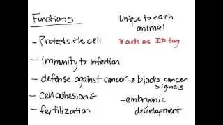 Glycocalyx