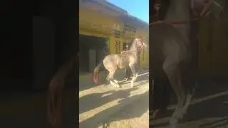 Mai Ghodi dance