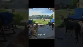 This is The Importance of Being an Alpha Over Your Dog!