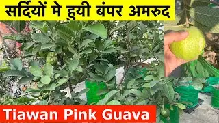 Taiwan Pink Guava Fruiting in Winter Season | Guava Tree Fruiting | अमरूद का पेड़