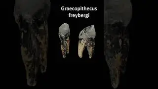 Graecopithecus freybergi #paleoantropologia #evolu&ccedil;&atilde;o