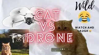 FUNNY CAT vs DRONE! (Epic Persian Cat Reaction!) 😂🚁 #funnycats  #dronefails  #catvsdrone