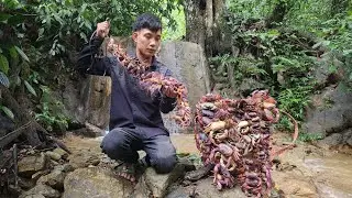 Harvesting wild crabs in the rainy season - Giant stone crabs for sale | Triệu Văn Tính