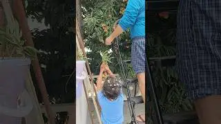 Nitya aur papa ne milkar thodi bahut sari lychee 🤪#shorts #summer #lychee #nitya#ytshorts #viral