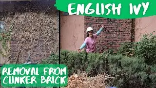 Английский плющ, часть 2. Удаление плюща с кладки, дымохода и клинкерного кирпича