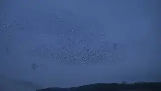 Loads of wind at Silverdale murmuration but still loads of birds