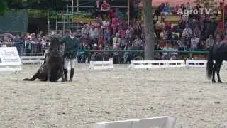 Topolcianky2014 hucul