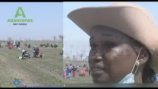 CULTURE OIGNON : DOMAINE AGRICOLE DE NEMA MONTRE LA VOIX AU SENEGAL